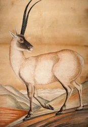 Chiru